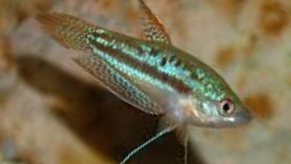 Sparkling Gourami Care