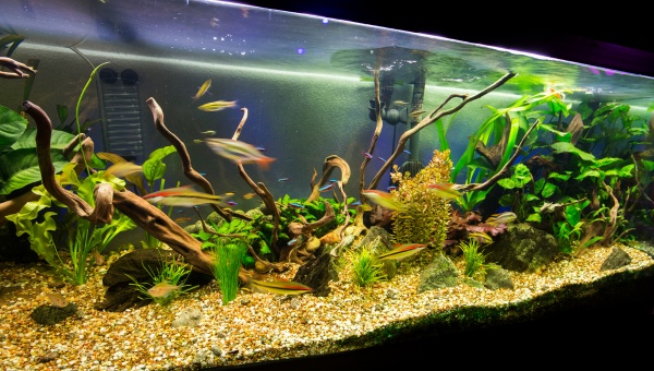 Tank Design For Placing Driftwood?
