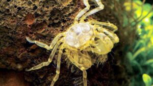 Thai Micro Crab