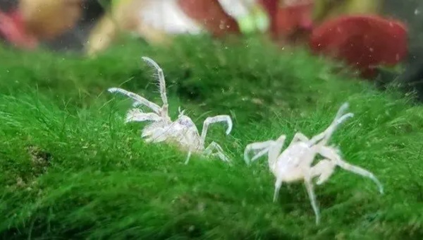 Thai Micro Crab Breeding