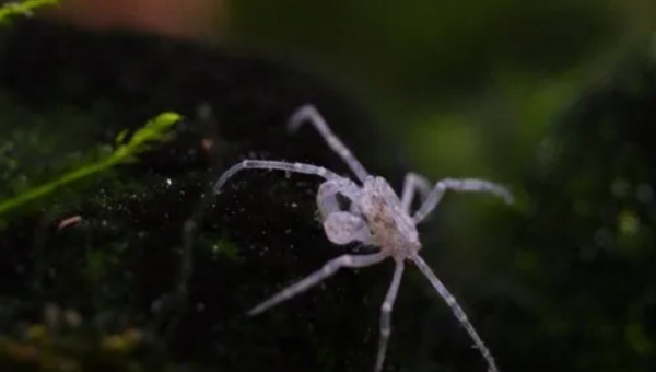 Thai Micro Crab Care