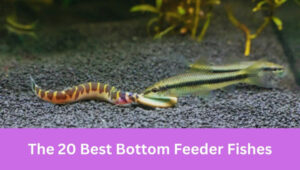 Bottom-Feeder Fishes
