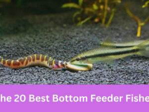 Bottom-Feeder Fishes