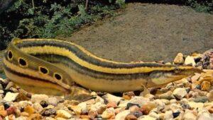 Peacock Eel