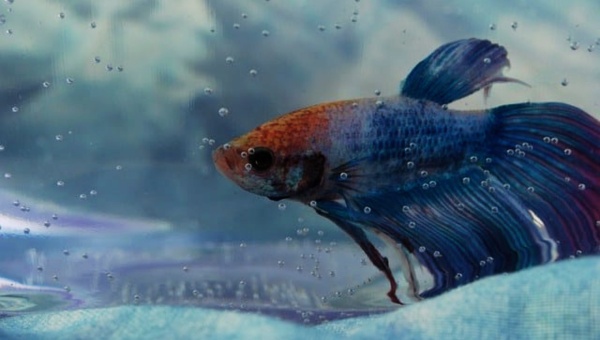 The Possible Causes of Betta Fish Laying at The Bottom of the Tank