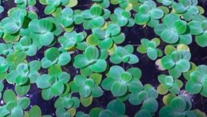 The Ultimate Care Guide To Dwarf Water Lettuce