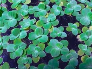 The Ultimate Care Guide To Dwarf Water Lettuce