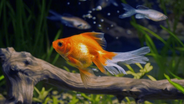 What Can Be The Common Causes For Goldfish Turning Black