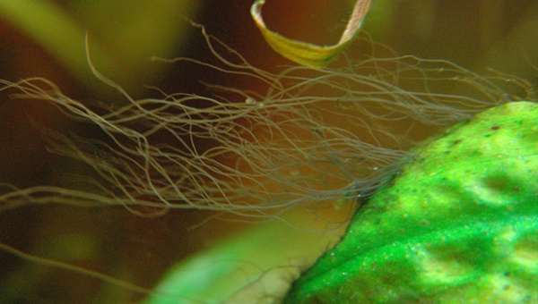 What is Staghorn Algae