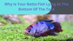 Why Is Your Betta Fish Lying At The Bottom Of The Tank