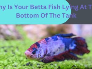 Why Is Your Betta Fish Lying At The Bottom Of The Tank