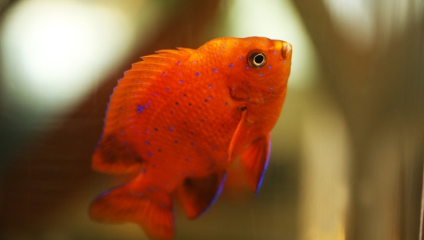 Young Garibaldi Fish Appearance