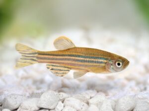 Zebra Danio