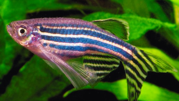 Zebra Danio Appearance