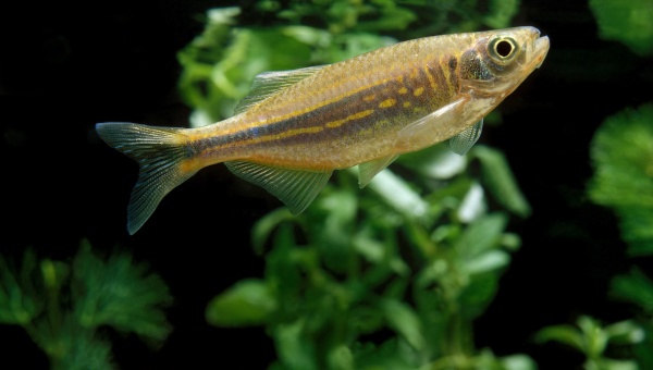 Zebra Danio Breeding