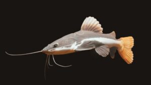 A Complete Guide To Care For Redtail Catfish