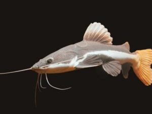 A Complete Guide To Care For Redtail Catfish
