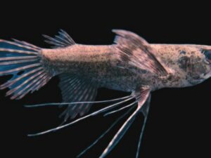 African Butterfly Fish Care