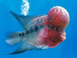 All About Flowerhorn Cichlid