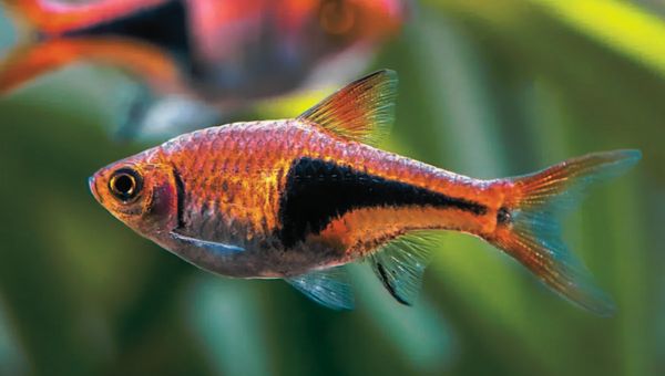 Harlequin Rasbora: Appearance and Characteristics