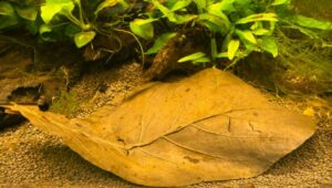 Indian Almond Leaves The Benefits of having them in your tank