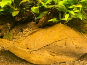 Indian Almond Leaves The Benefits of having them in your tank
