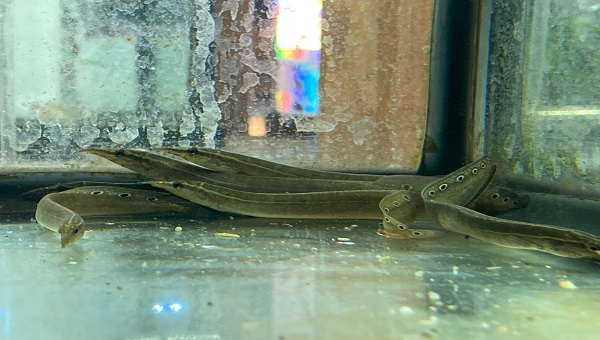 Peacock Eel Appearance