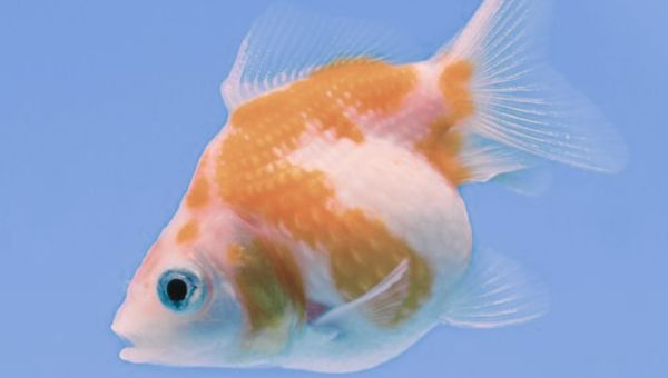 Pearlscale Goldfish Appearance