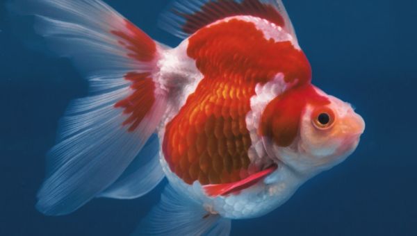 Pearlscale Goldfish Lifespan