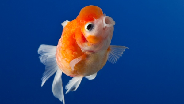 Pearlscale Goldfish Breeding And Reproduction