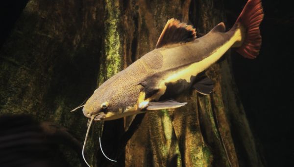 Redtail Catfish: Feeding, Reproduction, and Care