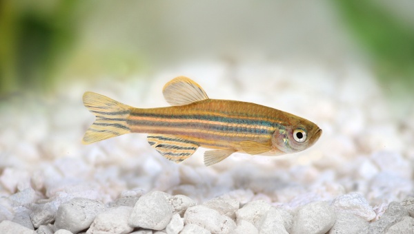 Zebra Danio Social Behavior And Temperament