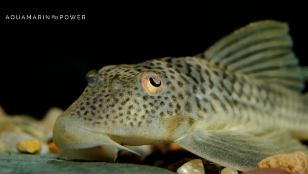 Bottom Feeder Fish: Bristlenose pleco