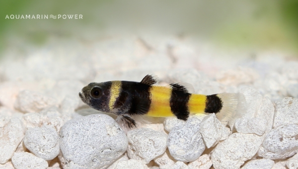  Bottom Feeder Fish : Bumblebee Goby