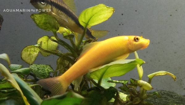 Bottom Feeder Fish : Chinese algae eater