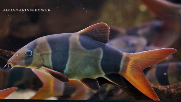 Bottom Feeder Fish : Clown loach