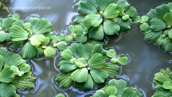 Dwarf Water Lettuce Reproduction And Propagation