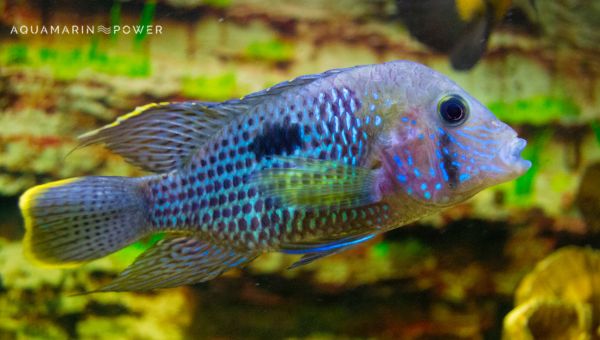 Electric Blue Acara Lifespan