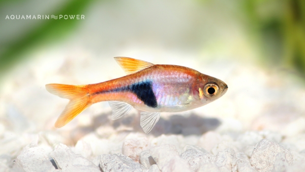 Bottom Feeder Fish: Harlequin Rasbora 