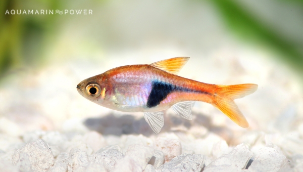 Harlequin Rasbora Lighting and Heating