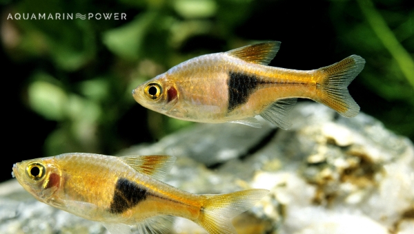 Harlequin Rasbora Tank Size