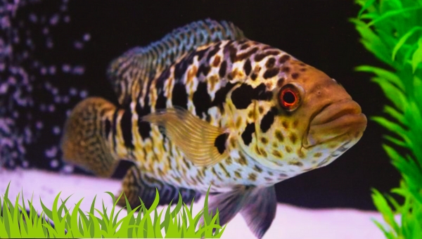 Jaguar Cichlids 101 Lifespan