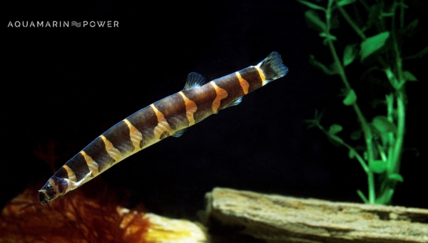 Bottom Feeder Fish : Kuhli Loach