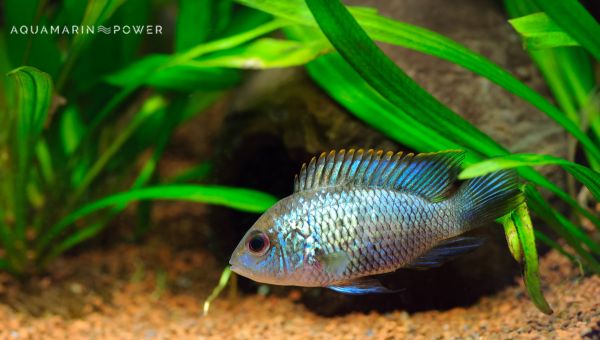 Live Plants For Electric Blue Acara