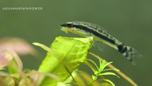 Bottom Feeder Fish : Otocinclus