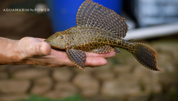 Bottom Feeder Fish : Plecostomus