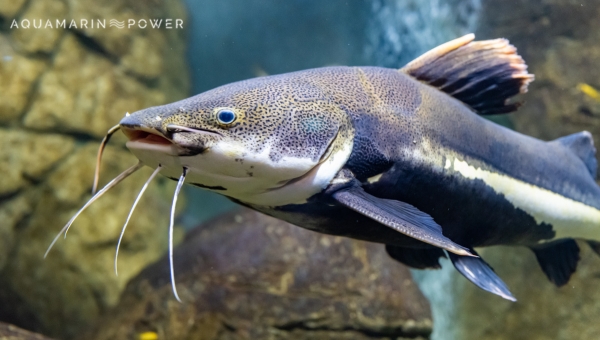 Redtail Catfish Diet and Nutrition in Captivity