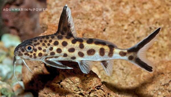 Bottom Feeder Fish : Synodontis Catfish