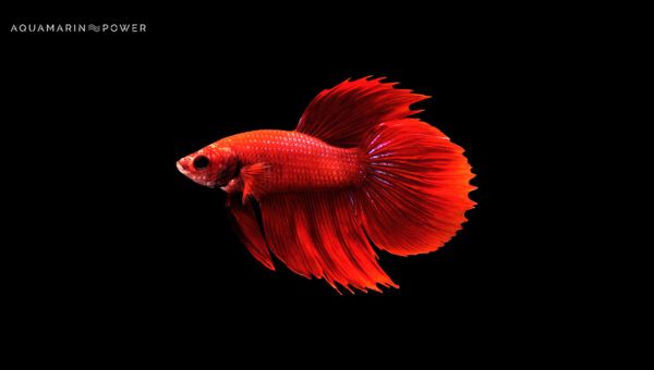 What Causes A Betta Fish To Lay On Its Side