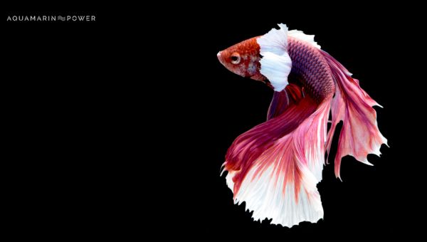 Possible Causes of Betta Fish Lying at The Bottom of the Tank : The Tank Is Overcrowded